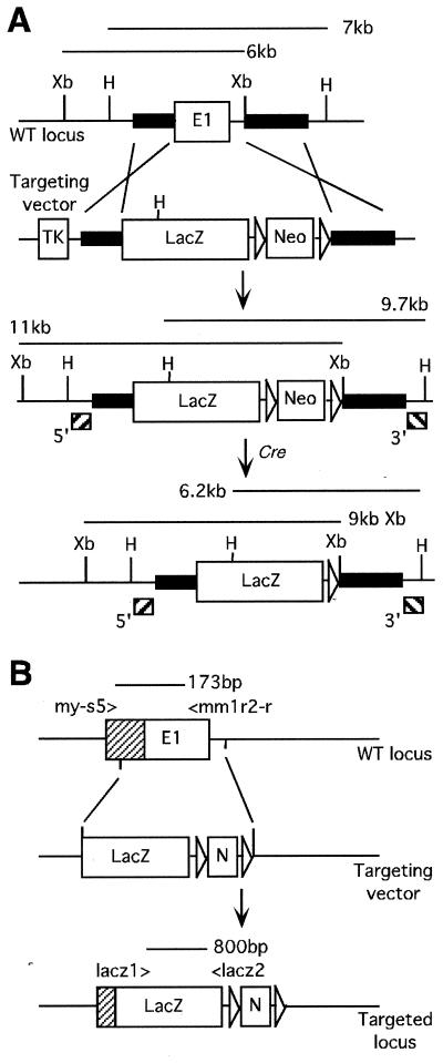 FIG. 1