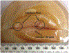 Fig. 13: