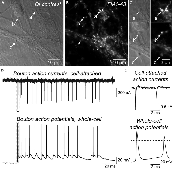 Figure 3