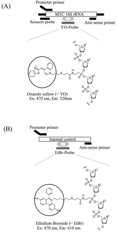 FIG. 2.