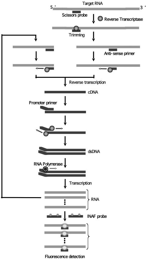 FIG. 1.