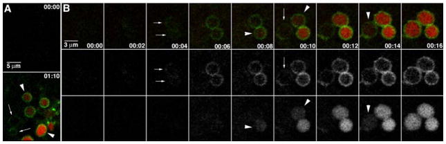 FIGURE 3