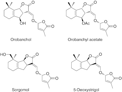 Fig. 1