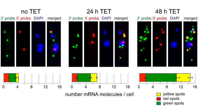 Figure 5.