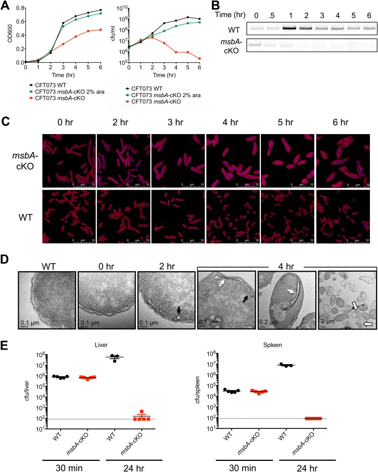 FIG 1