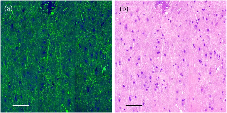 Fig 6