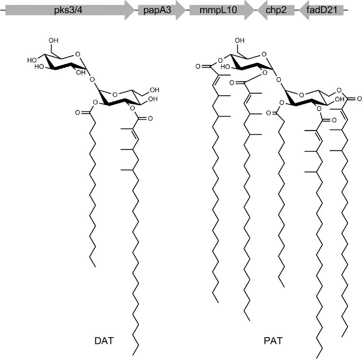 FIGURE 1.