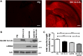 Figure 4.