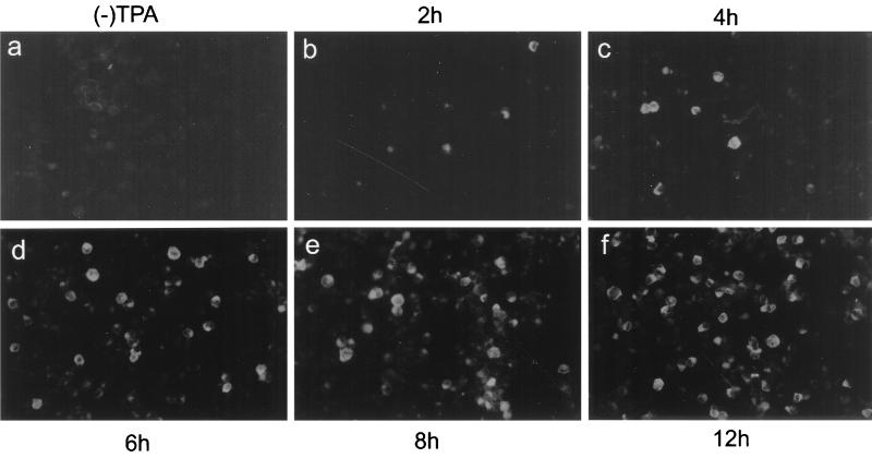 FIG. 7