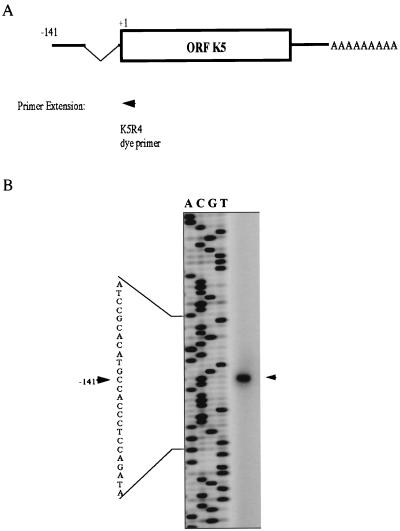 FIG. 5