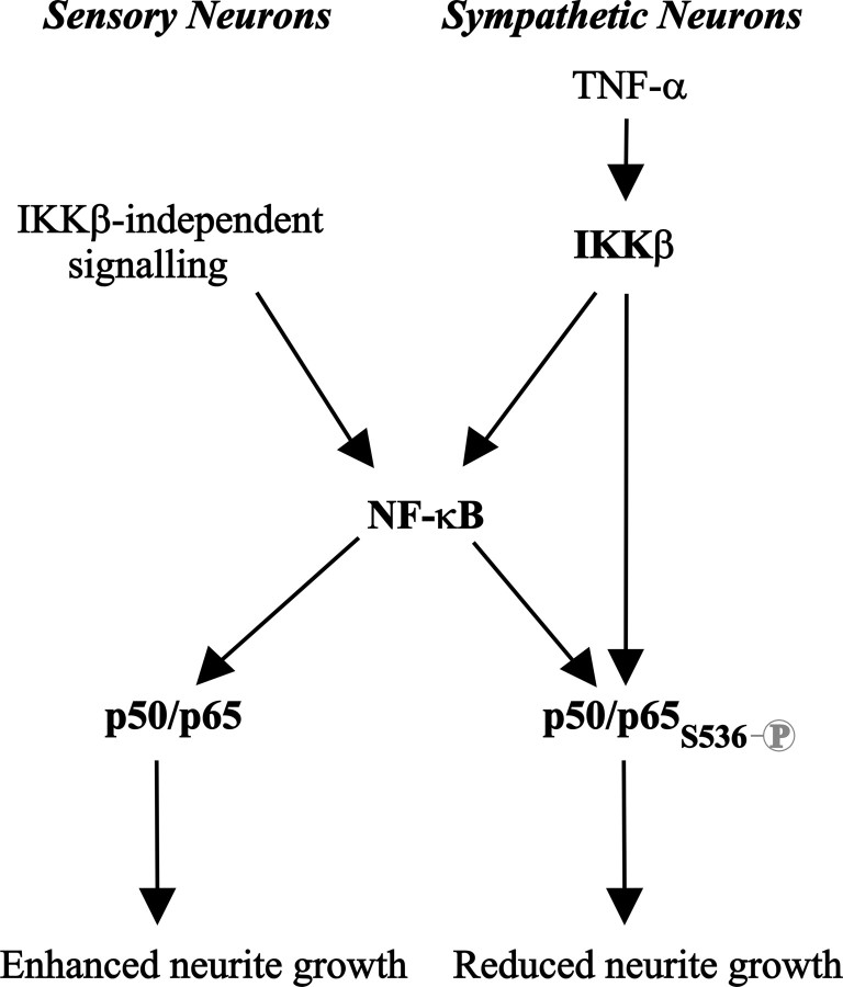 Figure 9.