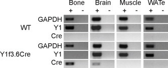 Supplementary Figure 1