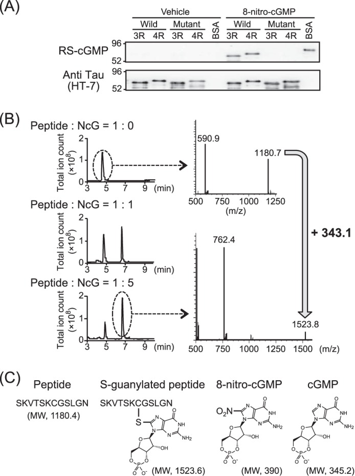 FIGURE 1.