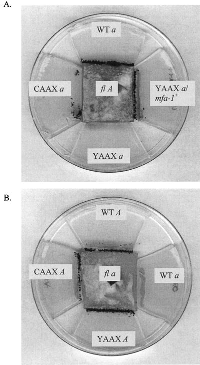 FIG. 7.