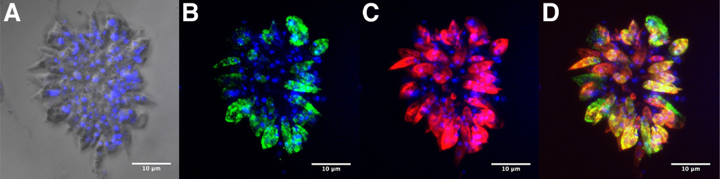 Fig. 2