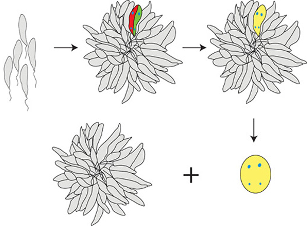 Fig. 10