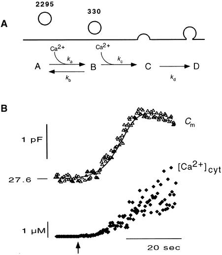 Figure 11.