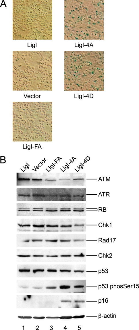 FIG. 5.