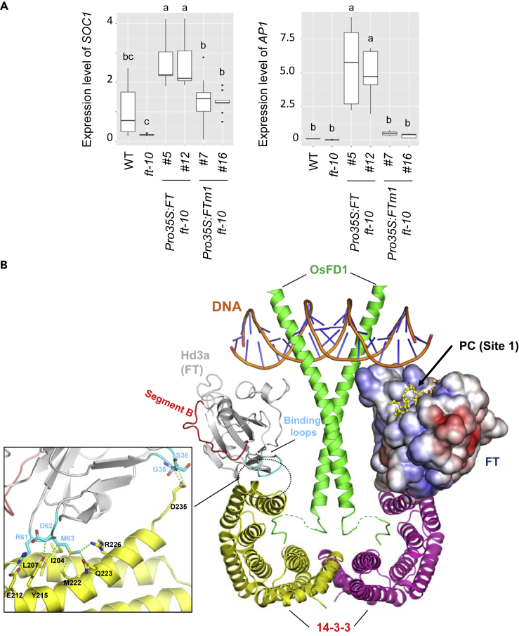 Figure 5