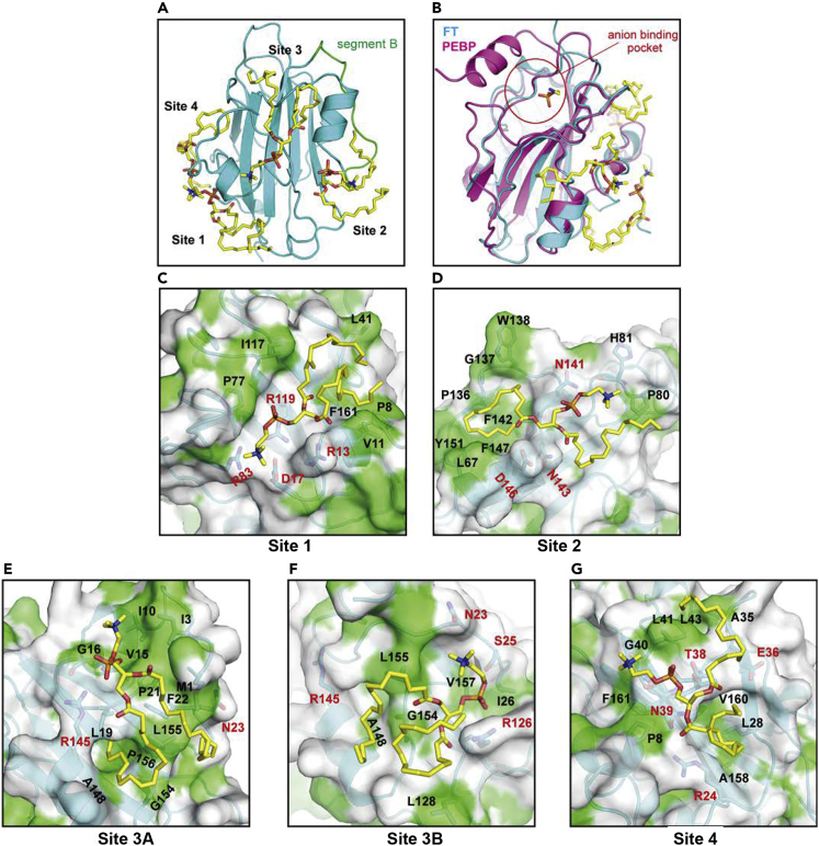 Figure 2