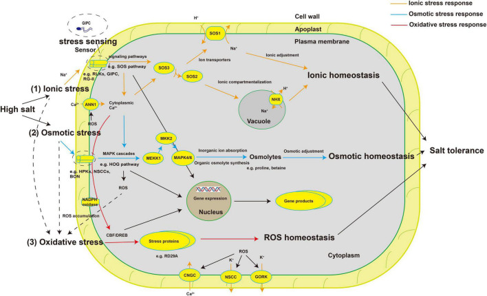 FIGURE 1