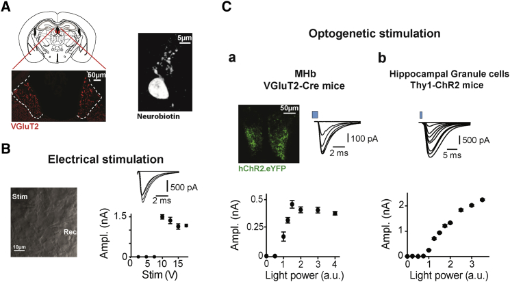 Figure 2