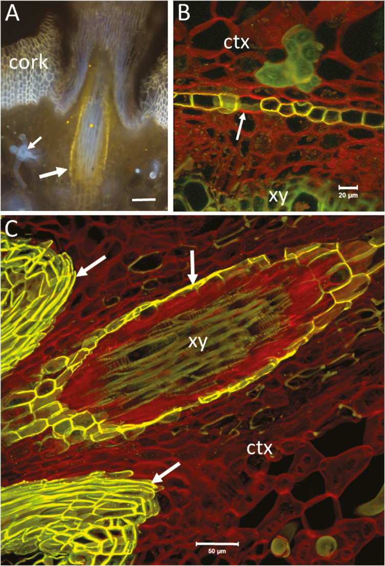 Figure 5.