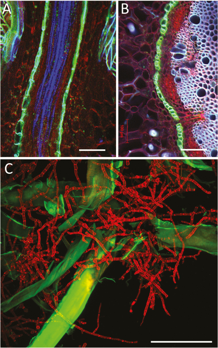 Figure 6.