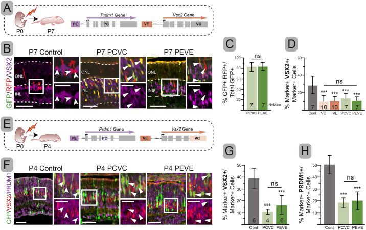 Fig. 3. Double-targeting is as efficient as single-targeting at blocking expression. (A,E) Experimental schematics. (B) Representative immunohistochemistry of electroporated (RFP or GFP) cells co-stained with VSX2. (C) Percentage overlap between GFP and RFP. (D) Percentage of electroporated cells (marker+) that co-express VSX2. (F) Electroporated cells co-stained with VSX2 and PRDM1. (G,H) Percentage of electroporated cells that co-express VSX2 (G) or PRDM1 (H). Error bars represent s.d. Significance determined by one-tailed unpaired t-test. ***P<0.001. Insets show magnification of boxed areas. Dashed lines indicate layer boundaries. Notched arrowheads, double-labeled cells; arrowheads, electroporated cells without additional co-labeling. ns, not significant. Scale bars: 50 µm; 25 µm in insets.