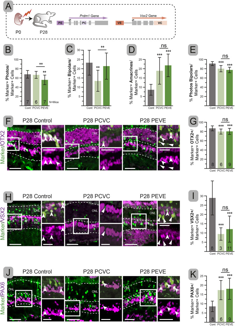 Fig. 4. Targeting PCVC or PEVE increases amacrines, but results in divergent bipolar and photoreceptor changes. (A) Experimental schematic. (B-D) Percentage of electroporated cells with photoreceptor (B), bipolar (C), or amacrine (D) cell morphology. (E) Combined percentage of electroporated cells that are photoreceptors, bipolars and Müller glia. (F,H,J) Representative immunohistochemistry of electroporated retinas co-stained with OTX2 (F), VSX2 (H) and PAX6 (J). (G,I,K) Percentage of electroporated cells that are also OTX2+ (G), VSX2+ (I) and PAX6+ (K). Error bars represent s.d. Significance determined by one-tailed unpaired t-test. **P<0.01, ***P<0.001. Insets show magnification of boxed areas. Dashed lines indicate layer boundaries. Notched arrowheads, double-labeled cells; arrowheads, electroporated cells without additional co-labeling. ns, not significant. Scale bars: 50 µm; 25 µm in insets.