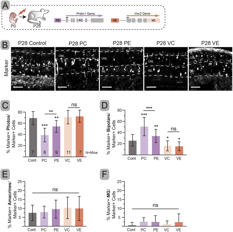 Fig. 2. Targeting PC, PE, VC or VE shifts cell fates in mature retinas. (A) Experimental schematic. (B) Representative immunohistochemistry of electroporated cells (gray) for each condition. (C-F) Percentage of electroporated cells that are photoreceptors (C), bipolars (D), amacrines (E) and Müller glia (F). Error bars represent s.d. Significance determined by one-way ANOVA followed by Tukey post-hoc tests. *P<0.05, **P<0.01, ***P<0.001. Dashed lines indicate layer boundaries. ns, not significant. Scale bars: 50 µm.