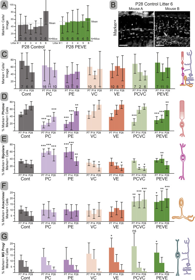 Fig. 5. Cell fates quantified across all conditions from P7, P14, and P28. (A) Number of electroporated cells per image showing the variability both within and between conditions. These are the average cells per image across 12 unique litters electroporated at P0 and collected at P28. The number of mice with quantifiable electroporations is shown in the bars. (B) Representative immunohistochemistry of two mice from the same litter showing electroporation efficiency differences within a condition. (C) Average electroporated cells per image by condition over time. (D-G) Percentage of electroporated cells with photoreceptor (D), bipolar (E), amacrine (F) or glial/progenitor-like (G) morphologies by condition over time. Error bars represent s.d. Significant differences from the time-matched control determined by one-way ANOVA with Dunnett's Multiple Comparisons test. *P<0.05, **P<0.01, ***P<0.001. Dashed lines indicate layer boundaries. ns, not significant. Scale bars: 50 µm.