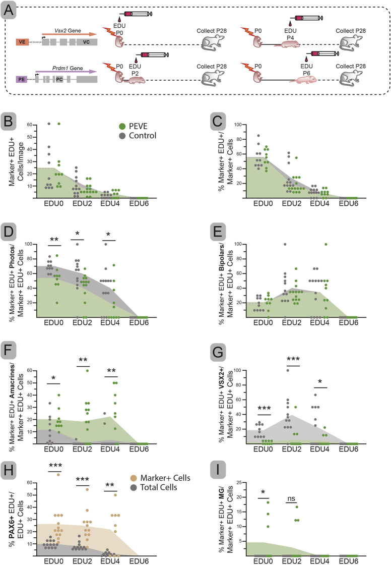 Fig. 6. Birthdating of control and PEVE electroporated cells. (A) Schematic of experimental design. (B-I) The total number (B) and the percentage (C) of electroporated cells that are also EdU+ over time. Percentage of electroporated and EdU+ cells with photoreceptor (D), bipolar (E), amacrine (F) or Müller glial (MG) (I) morphologies. Percentage of electroporated and EdU+ cells that co-express VSX2 (G). Percentage of electroporated and EdU+ cells that express PAX6 compared with the percentage of all EdU+ cells that expressed PAX6 in the same image (H). Dots represent specific quantified images; top of the shaded area represents the mean. N for EDU0: control=6, PEVE=6; for EDU2: control=7, PEVE=6; for EDU4: control=7, PEVE=6; and for EDU6: control=5, PEVE=7. Significance determined by one-tailed unpaired t-test for all except panel H, which used a one-tailed paired t-test. *P<0.05, **P<0.01, ***P<0.001. ns, not significant.