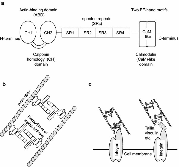 Fig. 1