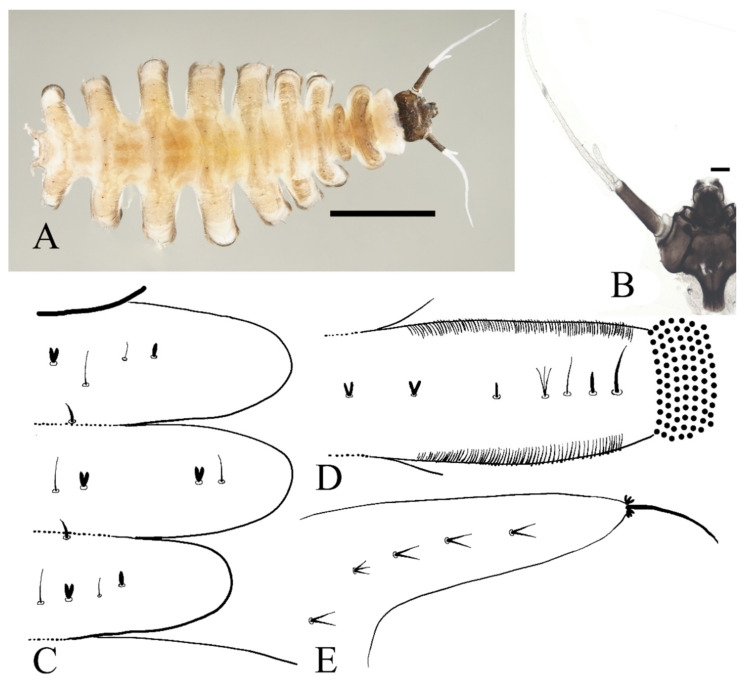 Figure 13