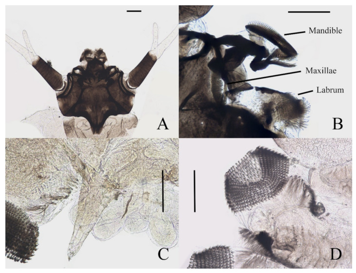 Figure 7