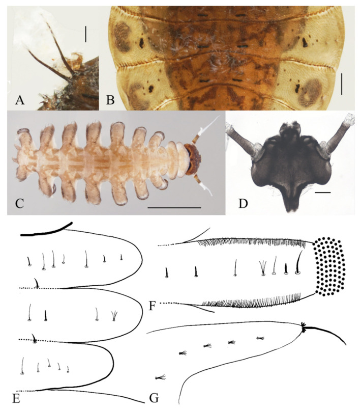 Figure 21