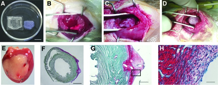 FIG. 5.