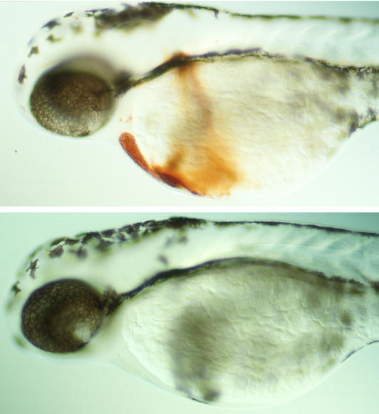 Hemoglobin staining shows that hematopoiesis is defective in a moonshine mutant (bottom) compared to a wild-type zebrafish embryo (top)