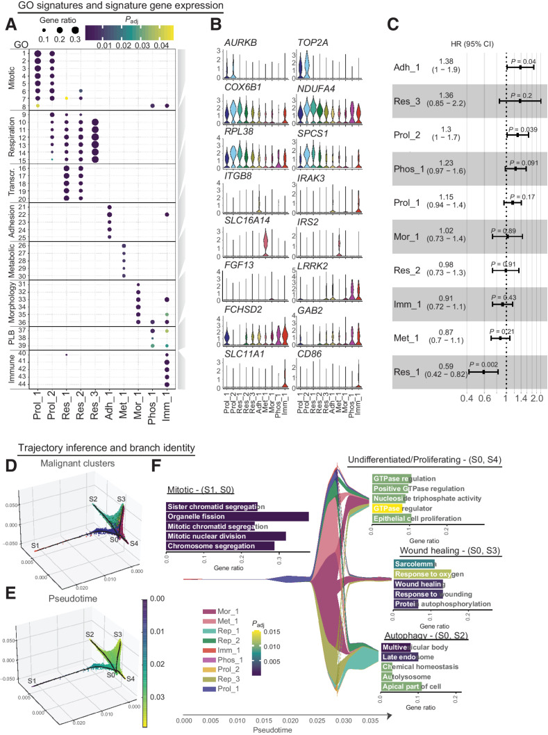 Figure 3. Functional heterogeneity of malignant LUAD cells. A, Gene set enrichment analysis of differentially expressed genes in malignant cells of female patients identified 44 cluster-specific GO terms (Supplementary Table S6) that were combined into 8 functional signatures, named Proliferating (Prol_1/2), Respiration (Res_1/2), Adhesion (Adh_1), Metabolism (Met_1), Morphological (Mor_1), Phospholipid binding (Phos_1) and Immune modulation (Imm_1). Dot sizes indicate the ratio of member genes present in the gene set that were detected in each cell population. Colors represent P values (hypergeometric test after Benjamini-Hochberg correction). B, Normalized expression of representative genes for each functional signature across malignant cell clusters in female patients. C, Overview of HRs with 95% confidence intervals, fitted by the Cox linear regression model for average gene expression of the top 25 genes derived from each identified malignant cluster. Analysis is based on overall survival of 183 individuals from the TCGA LUAD cohort. D, Three-dimensional projection of cellular gene expression profiles by Modified Locally Linear Embedding of all identified malignant cells from young female patients to infer a trajectory of differentiation with four branches (S1–4). E, Same projection as in D with cells colored by pseudotime. F, Malignant cluster proportions along pseudotime are depicted. Differential expression and gene set enrichment analysis performed for each branch indicate enrichment of proliferative (S1-S0), undifferentiated (S4-S0), autophagy (S2-S0) or wound healing (S3-S0) signatures, as highlighted by the bar plots, with the x axis showing the proportion of gene set members enriched on each branch and the color representing adjusted p-values (hypergeometric test after Benjamini-Hochberg correction). Full names of GO terms can be found in Supplementary Table S7.