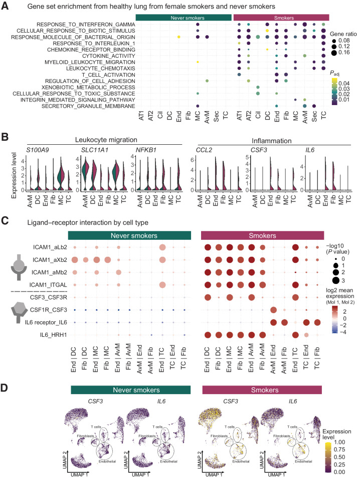 Figure 2. Inflammation and cell interactions in the smoker lung. A, Differential gene expression and gene set enrichment analysis between cells derived from never smokers and smokers by cell type. Dot sizes indicate the proportion of genes from each gene set enriched in a given cell type, while colors represent p-values (hypergeometric test after Benjamini-Hochberg correction). Cell types on the x axis as in Fig. 1A. B, Normalized expression levels of genes from inflammatory pathways separated by cells from never smokers (green) or smokers (red) samples. C, Putative ligand-receptor interactions inferred from gene expression data for each cell type. Cell type pairs on the x axis indicate the direction of the interaction (e.g., End | DC: ligand on endothelial cells and receptor on dendritic cells). Dot sizes represent the likelihood of cell-type specificity of a given receptor-ligand interaction, computed based on a random permutation of cell cluster labels. D, Expression levels of inflammation mediating ligands IL6 and CSF3 in individual cells from never smokers and smokers. UMAP embeddings for each cell correspond to Fig. 1, but are split by smoking status.