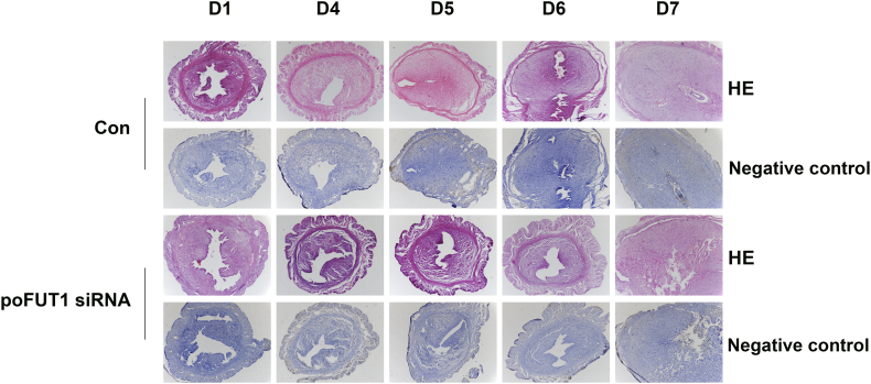 Supplementary Fig. 1