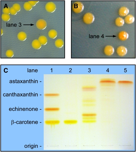 Figure 2.