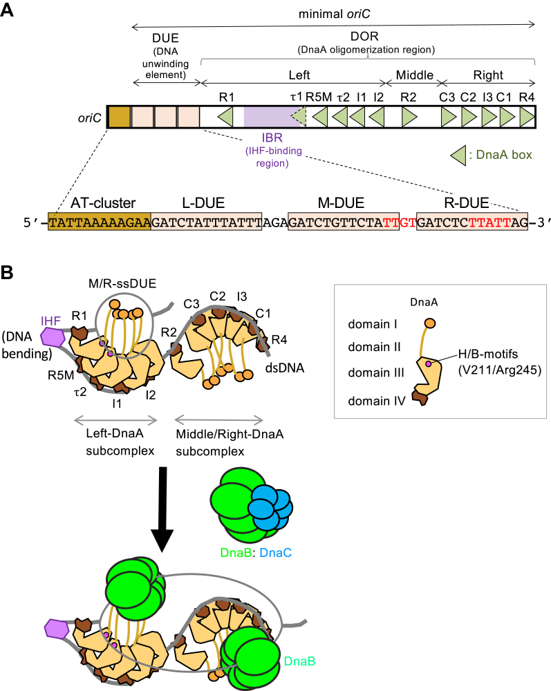 Figure 1