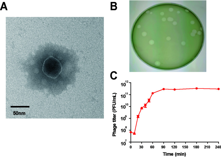 FIG 1