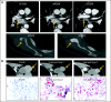 Fig 1.