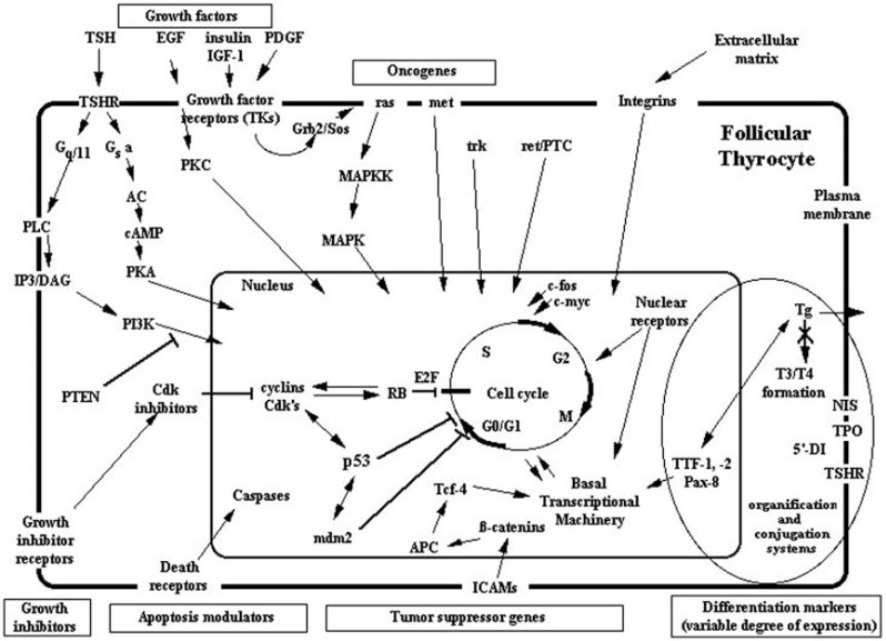 Fig. (1)