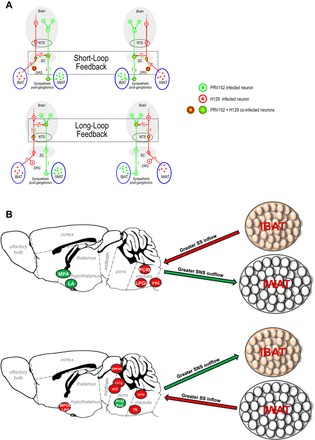 Fig. 7.