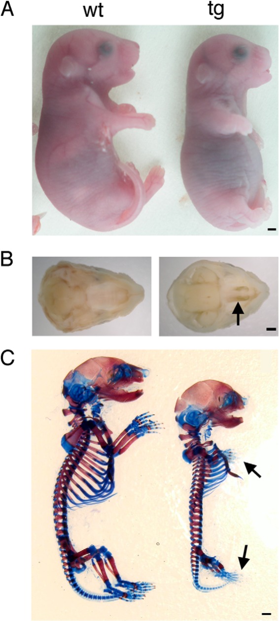 FIGURE 4.