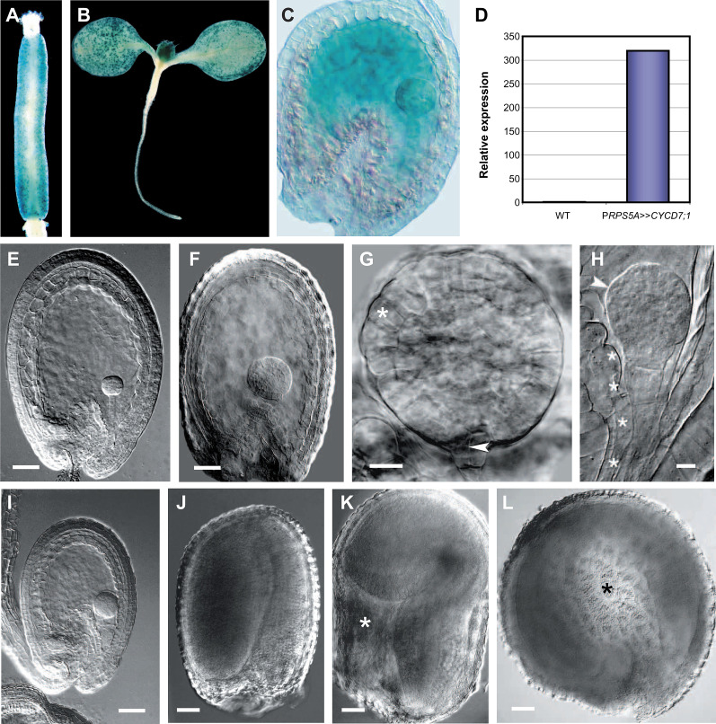 Fig. 8.